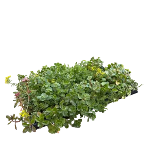Sedumbakke med sedum,