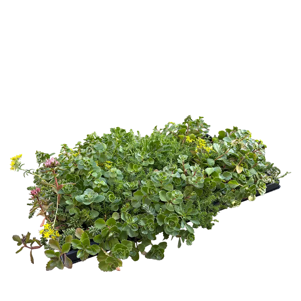 Sedumbakke med sedum,