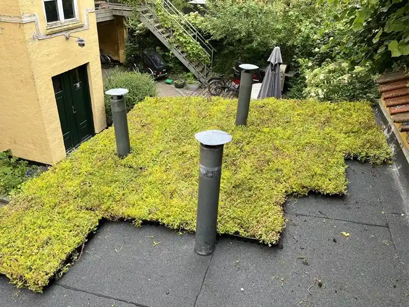 Sedum tag til udhus