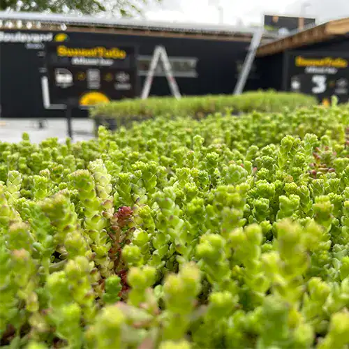 Sedum Inspiration,