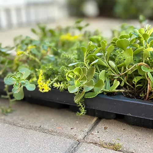 Dansk produceret sedum,