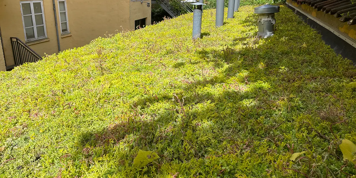 Grønt sedum,