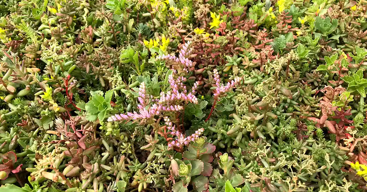 Inspiration til brug af sedum,