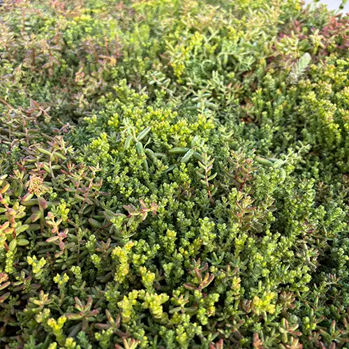 Ofte stillede spørgsmål om sedum,