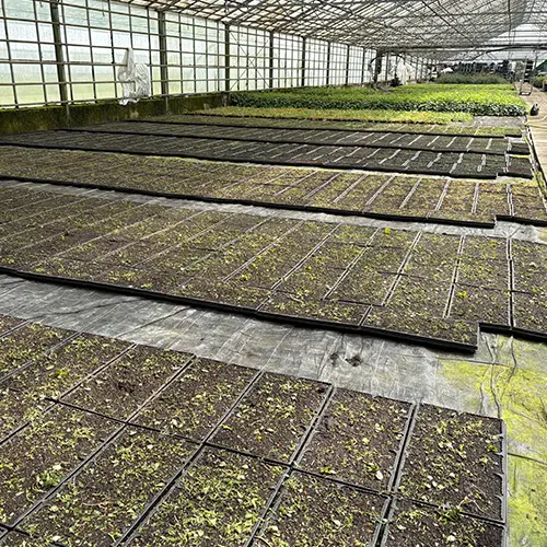 Sedum produktion,