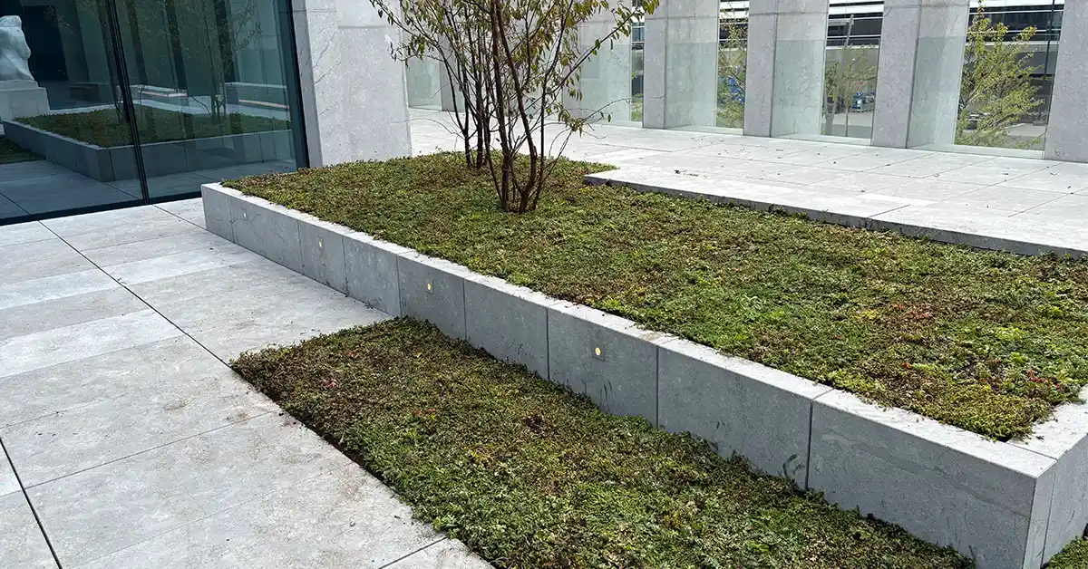 Engros salg af sedum,