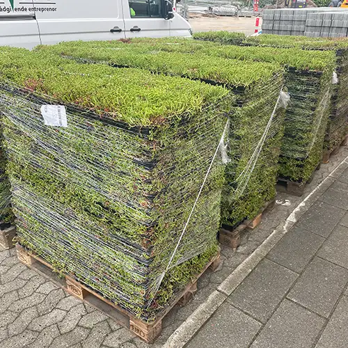 Sedum til erhverv,