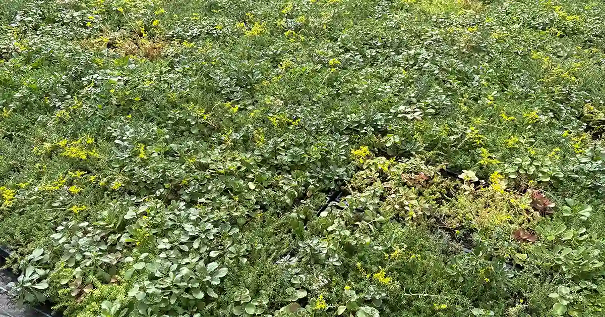 Ofte stillede spørgsmål om sedum.