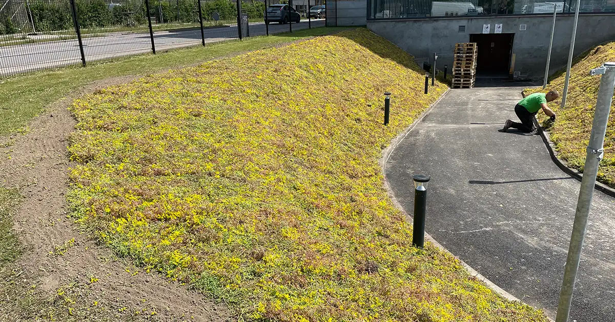 Sedummåtter til beplantning af skråninger.